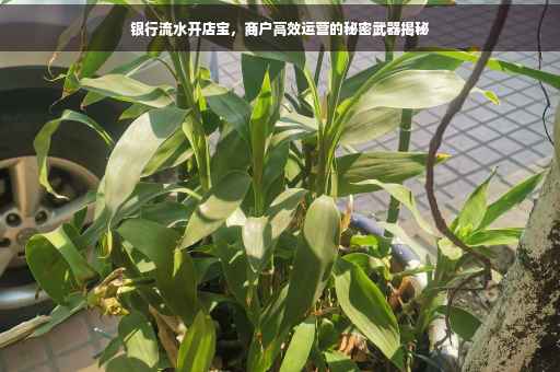 银行流水开店宝，商户高效运营的秘密武器揭秘
