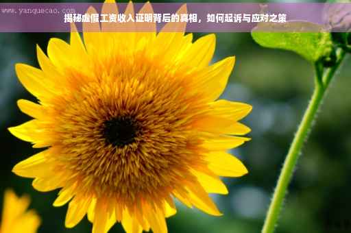 揭秘虚假工资收入证明背后的真相，如何起诉与应对之策