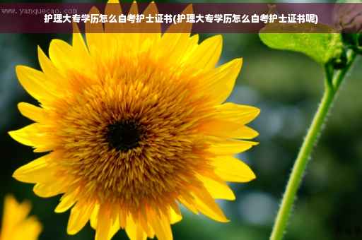 护理大专学历怎么自考护士证书(护理大专学历怎么自考护士证书呢)