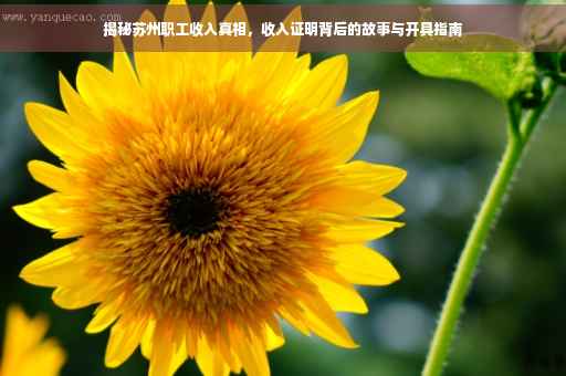 揭秘苏州职工收入真相，收入证明背后的故事与开具指南
