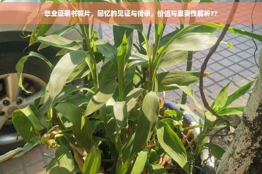 毕业证明书照片，回忆的见证与传承，价值与重要性解析??