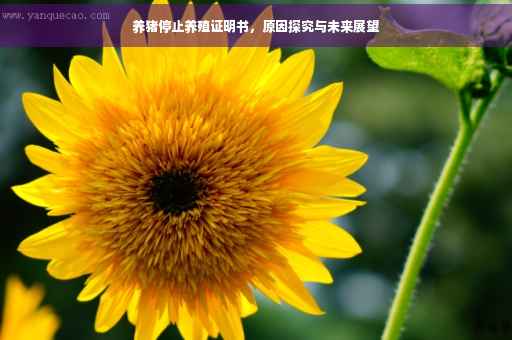 养猪停止养殖证明书，原因探究与未来展望