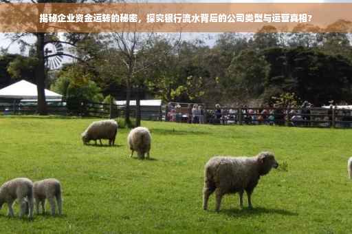 揭秘企业资金运转的秘密，探究银行流水背后的公司类型与运营真相?