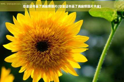 毕业证书丢了真麻烦图片(毕业证书丢了真麻烦图片大全)