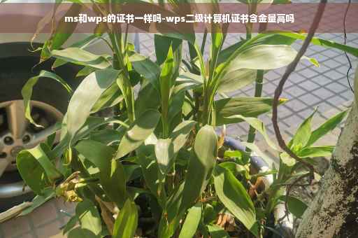 ms和wps的证书一样吗-wps二级计算机证书含金量高吗