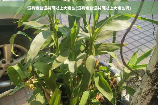 没有专业证书可以上大专么(没有专业证书可以上大专么吗)