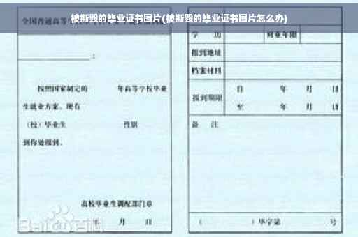 被撕毁的毕业证书图片(被撕毁的毕业证书图片怎么办)